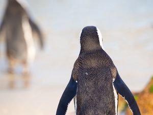 Preview wallpaper penguin, bird, walk, color