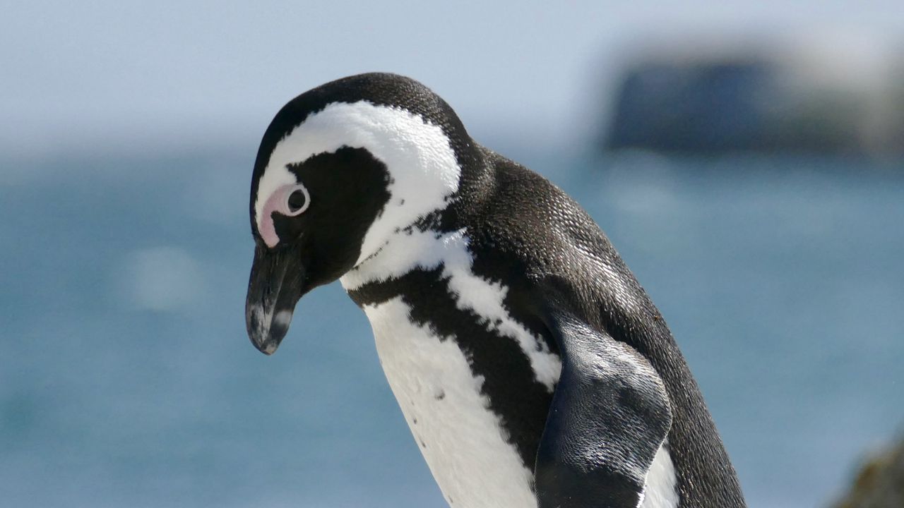Wallpaper penguin, bird, wildlife