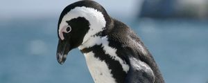 Preview wallpaper penguin, bird, wildlife