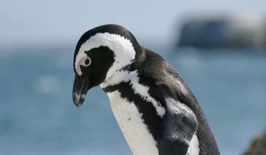 Preview wallpaper penguin, bird, wildlife