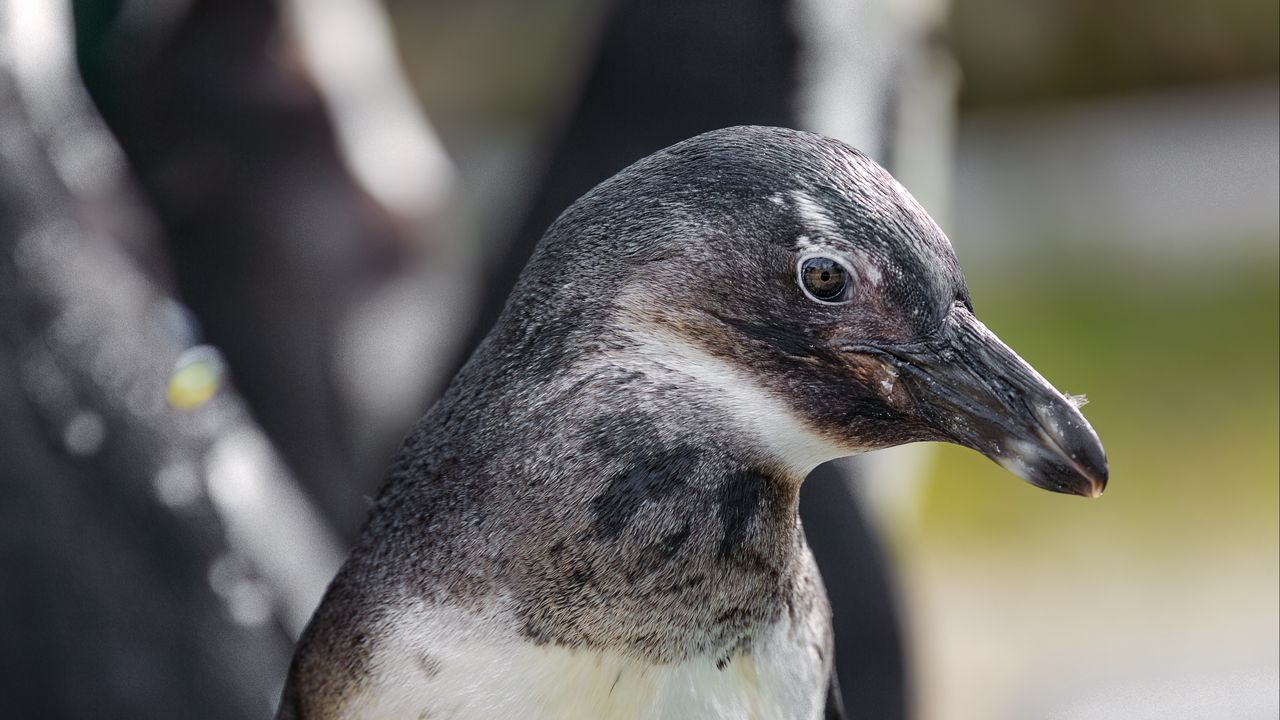Wallpaper penguin, chick, beak