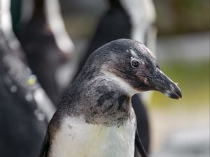 Preview wallpaper penguin, chick, beak