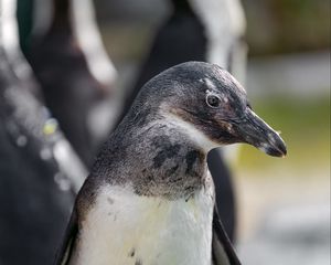 Preview wallpaper penguin, chick, beak