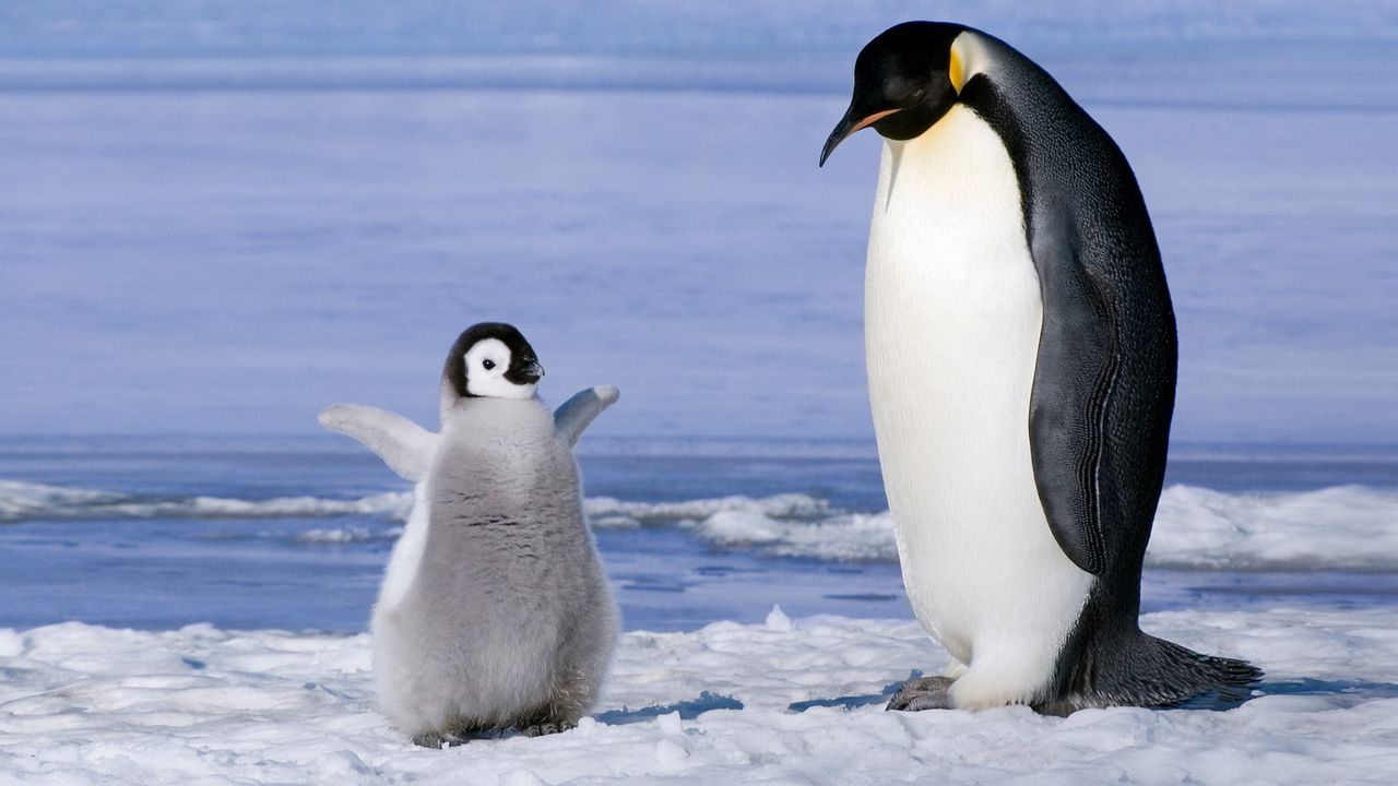 Wallpaper penguin, couple, snow, ice, cub