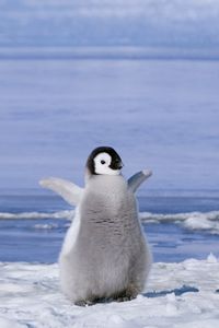 Preview wallpaper penguin, couple, snow, ice, cub