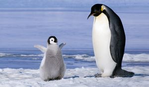 Preview wallpaper penguin, couple, snow, ice, cub