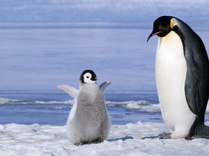 Preview wallpaper penguin, couple, snow, ice, cub