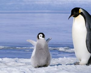 Preview wallpaper penguin, couple, snow, ice, cub