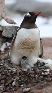Preview wallpaper penguin, cub, family, animal