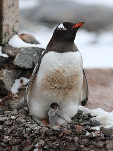 Preview wallpaper penguin, cub, family, animal