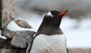 Preview wallpaper penguin, cub, family, animal