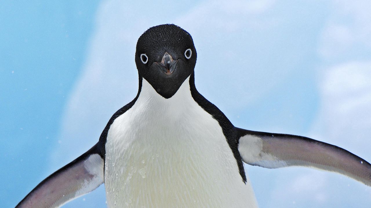 Wallpaper penguin, face, wings, flap