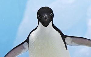 Preview wallpaper penguin, face, wings, flap
