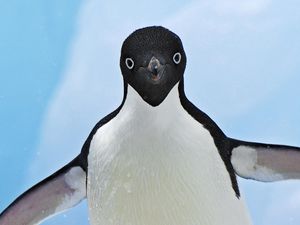 Preview wallpaper penguin, face, wings, flap