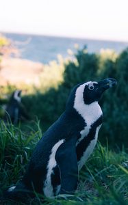 Preview wallpaper penguin, grass, sky, blur