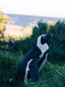 Preview wallpaper penguin, grass, sky, blur