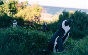 Preview wallpaper penguin, grass, sky, blur