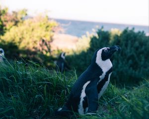 Preview wallpaper penguin, grass, sky, blur