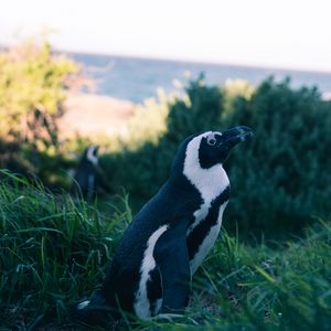 Preview wallpaper penguin, grass, sky, blur