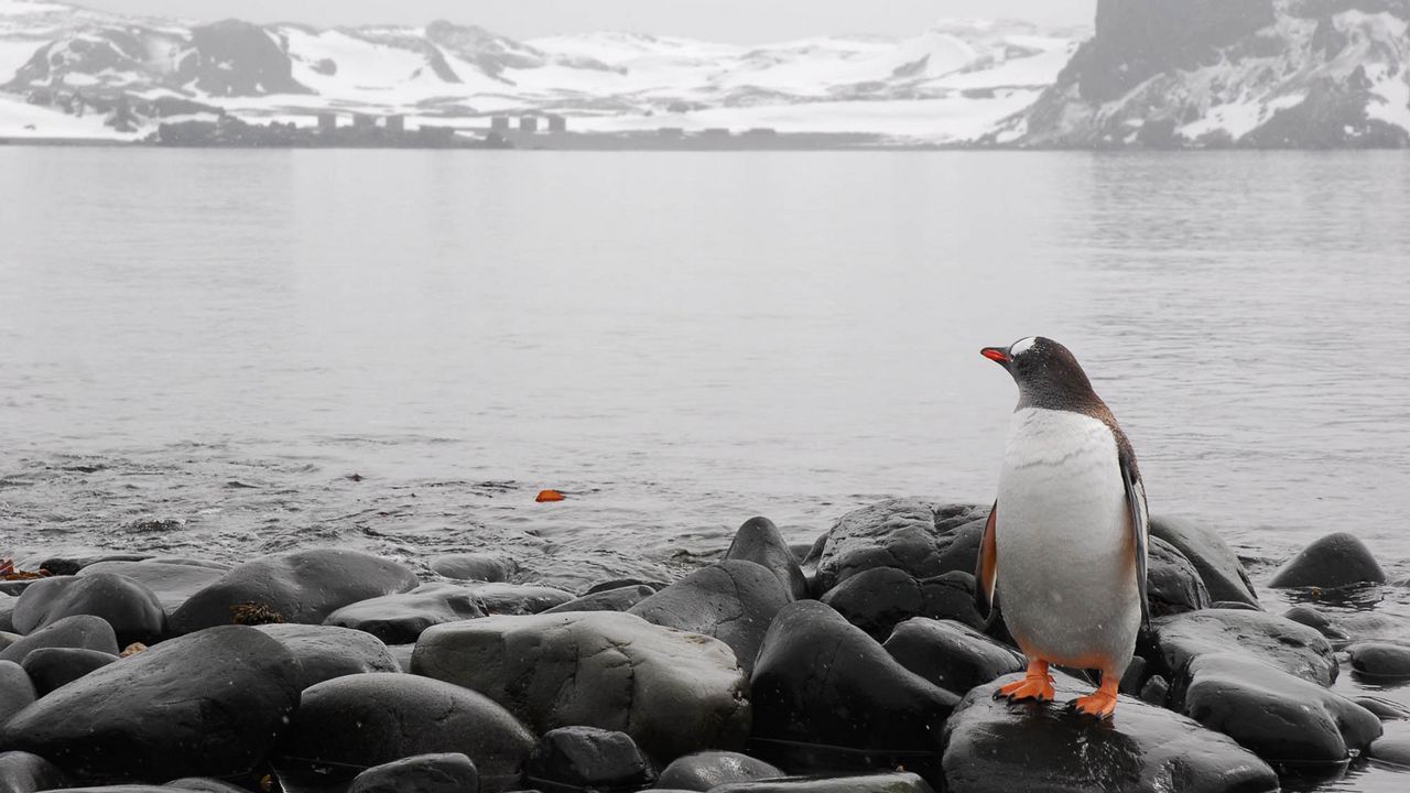 Wallpaper penguin, horizon, rocks, sea