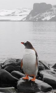 Preview wallpaper penguin, horizon, rocks, sea