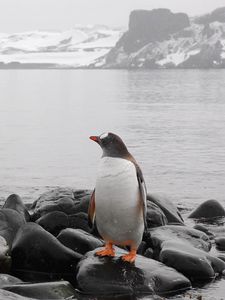 Preview wallpaper penguin, horizon, rocks, sea