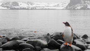 Preview wallpaper penguin, horizon, rocks, sea