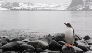 Preview wallpaper penguin, horizon, rocks, sea