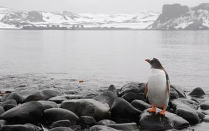 Preview wallpaper penguin, horizon, rocks, sea
