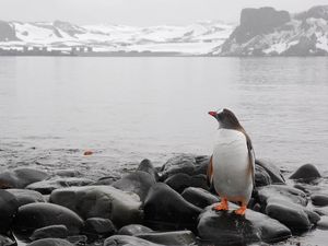 Preview wallpaper penguin, horizon, rocks, sea