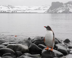 Preview wallpaper penguin, horizon, rocks, sea