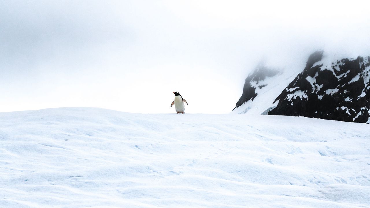 Wallpaper penguin, ice, snow, antarctica