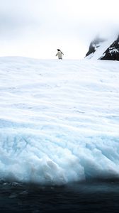 Preview wallpaper penguin, ice, snow, antarctica