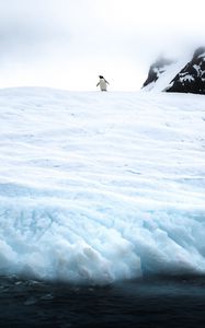 Preview wallpaper penguin, ice, snow, antarctica