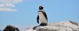 Preview wallpaper penguin, rocks, sky, shadow