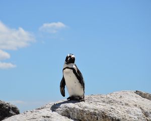 Preview wallpaper penguin, rocks, sky, shadow