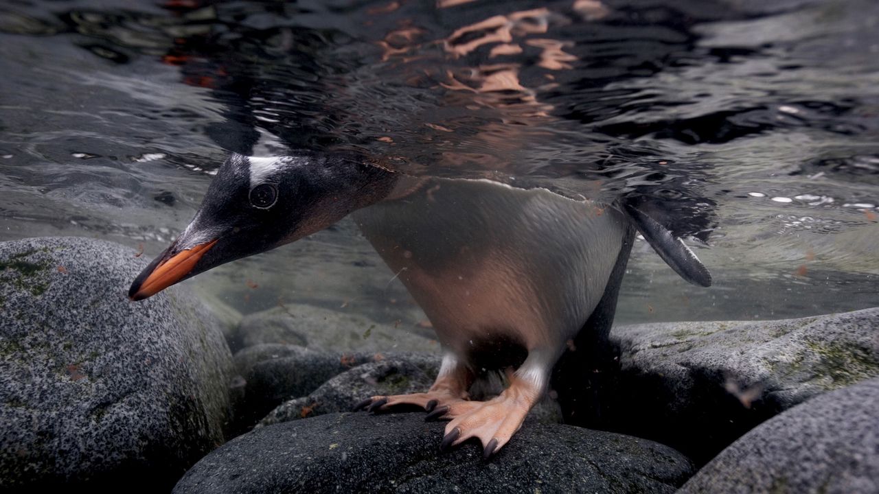 Wallpaper penguin, rocks, water, head, feet