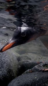 Preview wallpaper penguin, rocks, water, head, feet