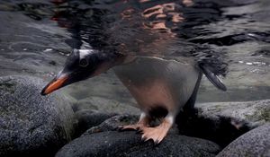 Preview wallpaper penguin, rocks, water, head, feet