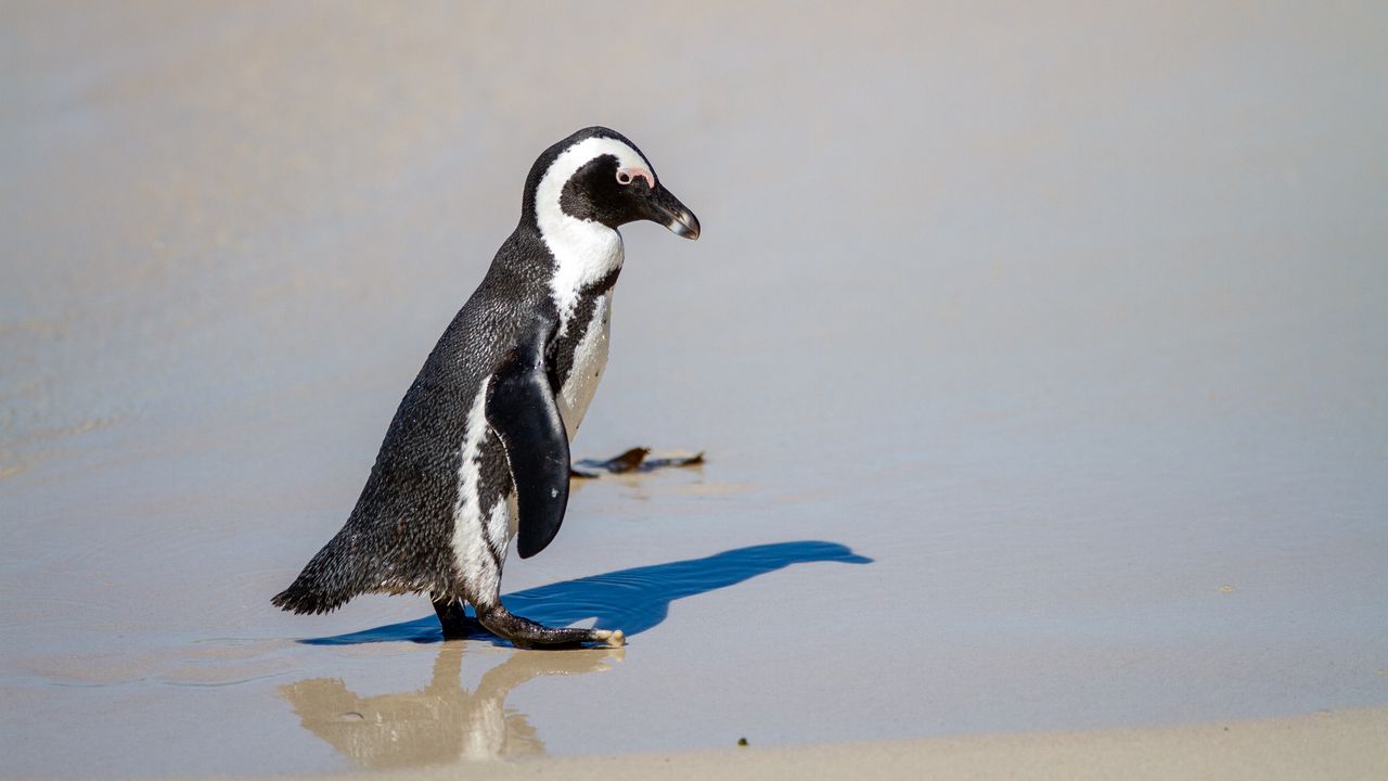 Wallpaper penguin, sand, shadow