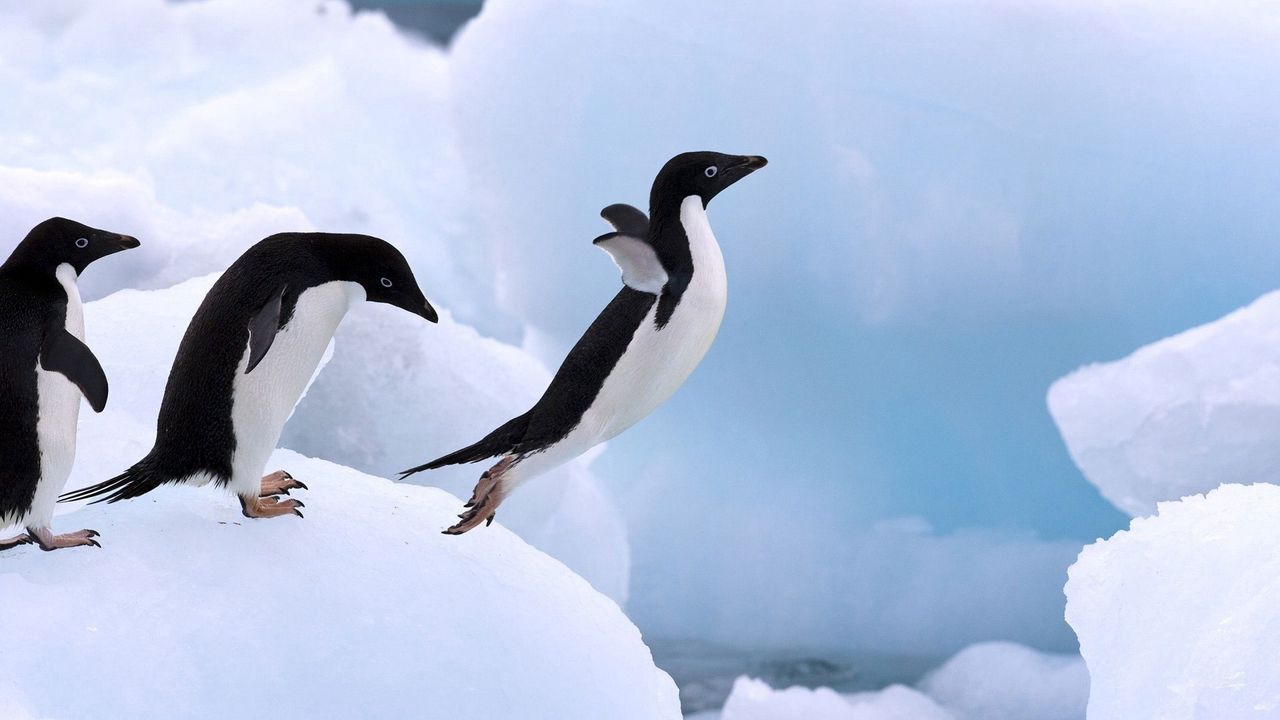 Wallpaper penguin, snow, jump, wings, paws
