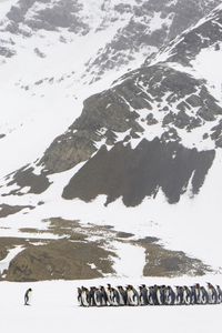 Preview wallpaper penguin, snow, pack, walking, glacier
