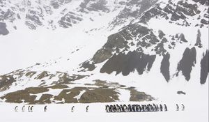 Preview wallpaper penguin, snow, pack, walking, glacier