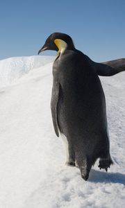 Preview wallpaper penguin, snow, walk, antarctica