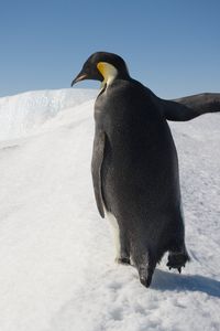 Preview wallpaper penguin, snow, walk, antarctica