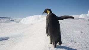 Preview wallpaper penguin, snow, walk, antarctica