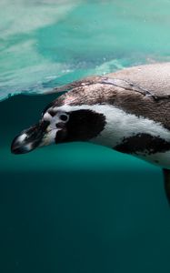 Preview wallpaper penguin, swim, ocean