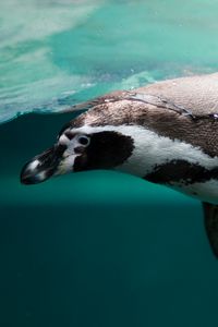 Preview wallpaper penguin, swim, ocean