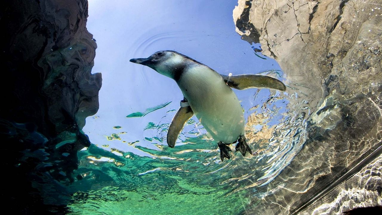 Wallpaper penguin, swim, water, rocks