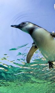 Preview wallpaper penguin, swim, water, rocks